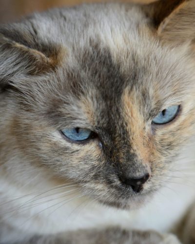 a-beautiful-blue-eyed-siamese-mix-cat-feline-kitty-kitten-with-neutral-tones-fur-1.jpg